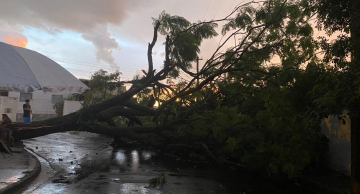 Forte chuva derruba árvores em vários pontos de Botucatu