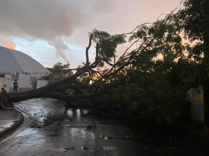 Forte Chuva Derruba árvores Em Vários Pontos De Botucatu | Jornal ...