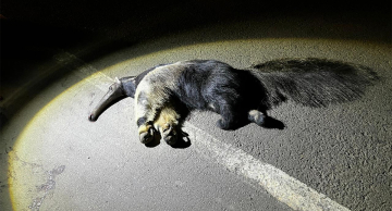 Tamanduá-bandeira morre atropelado na Gastão Dal Farra em Botucatu