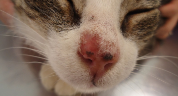 Luz solar intensa aumenta risco de tumores de pele em cães e gatos, diz docente da FMVZ/Unesp