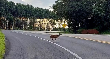 Veado-catingueiro é flagrado na rodovia Marechal Rondon em Botucatu