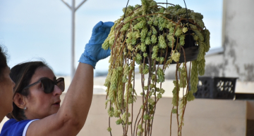 Ação contra a dengue é realizada em Rubião Junior