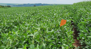 Dia de Campo promove orientação para manejo sustentável da soja e cana-de-açúcar em Jaú