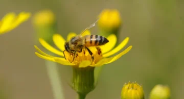 Pesquisadores de Botucatu desenvolvem soro contra veneno de abelhas