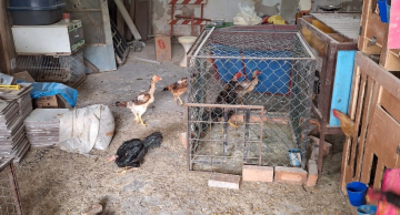 Operação policial flagra galináceos sem água e ração na Vila Antártica, diz boletim Operação policial flagra galináceos sem água e ração na Vila Antártica, diz boletim