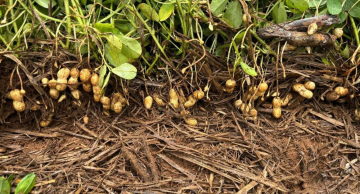 Plantio de amendoim direto na palha reduz custo de produção em até 20% e erosão em 90%