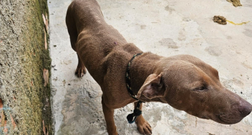 Homem é preso por maus-tratos contra cão em Rubião Junior Homem é preso por maus-tratos contra cão em Rubião Junior