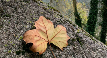 Outono deverá ter tempo mais seco e temperaturas mais amenas no estado