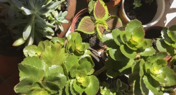 Espécies invasoras causam prejuízo anual de mais de US$ 2 bi no país