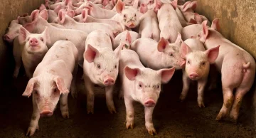 Estudos na FMVZ da Unesp de Botucatu buscam a diminuição da dor nos procedimentos em animais