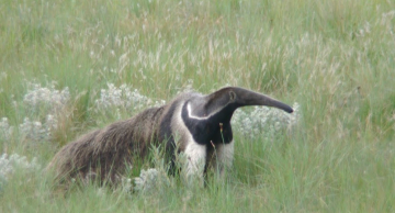 Floresta Estadual de Botucatu será tema de audiência pública
