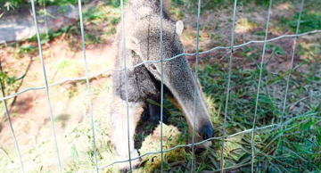 Após reabilitação no CEMPAS, Tamanduá Jorginho se prepara para voltar para casa