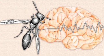 Molécula extraída da peçonha de vespas é promessa para controle da epilepsia