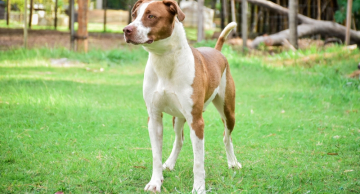 Botucatu terá feirinha de adoção de cães e gatos no domingo (07)