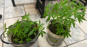 Homem é preso com armas, drogas e plantação de maconha no Marajoara em Botucatu Homem é preso com armas, drogas e plantação de maconha no Marajoara em Botucatu