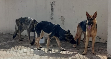 Cães da raça Pastor Alemão são resgatados sem água e comida em Botucatu, diz a Polícia