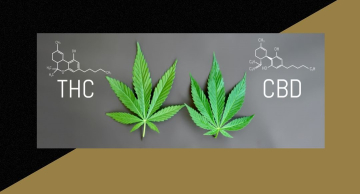 Possível importar e cultivar Cannabis para fins farmacêuticos ou medicinais?