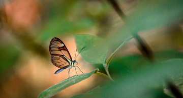 SP avança em censo de borboletas utilizadas como indicador ambiental