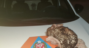 Defesa Civil resgata coelho dentro de casa em chamas em Botucatu Defesa Civil resgata coelho dentro de casa em chamas em Botucatu