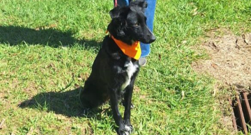 Abril Laranja em Botucatu busca atuar na prevenção à crueldade animal