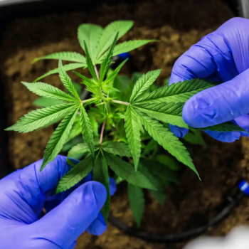 Justiça aceita pedido da Prefeitura e proíbe realização da Marcha da Maconha