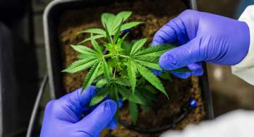 Senado aprova PEC que criminaliza porte de qualquer quantidade de droga