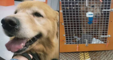Cachorro morre após Gol mandá-lo para o estado errado ao sair de SP