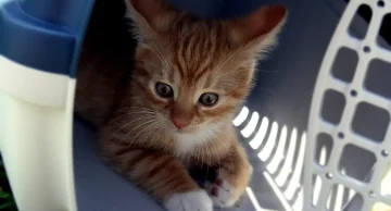 Médicos veterinários pedem regulamentação para transporte de animais