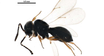 Pesquisa desenvolvida na Unesp de Botucatu otimiza controle biológico de praga que afeta cultura de soja
