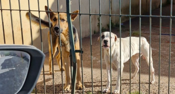 Operação policial resgata dois cachorros famintos e em estado de abandono em São Manuel