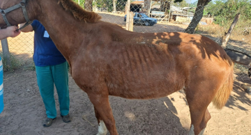 Homem é preso após cavalos e mula serem resgatados sem água e comida em Botucatu