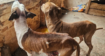 Operação policial resgate cães em grave estado de saúde no Jardim Ciranda em Botucatu Operação policial resgate cães em grave estado de saúde no Jardim Ciranda em Botucatu