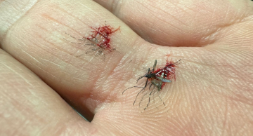 Cuidados com a Dengue em Botucatu devem ser intensificados no Carnaval 2025 Cuidados com a Dengue em Botucatu devem ser intensificados no Carnaval 2025