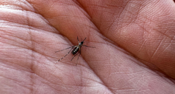 Dengue em Botucatu: 80% dos criadouros são encontrados nos quintais das casas