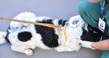 VAS realizará vacinação de cães e gatos contra a raiva neste sábado em Botucatu