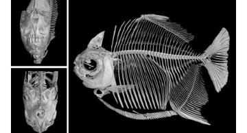 Laboratório de Biologia e Genética de peixes em Botucatu já identificou mais de 100 novas espécies