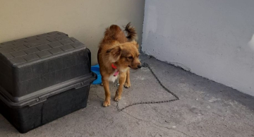 Homem é preso por maus-tratos contra cadela na  Vila Nossa Senhora de Fátima em Botucatu