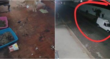 Casal é preso por maus-tratos contra animais e pichações em Botucatu