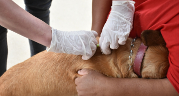 Botucatu aplica vacinas antirrábicas em cães e gatos neste domingo