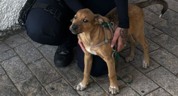 Homem é preso após agredir cachorro e ameaçar popular em praça no centro de Botucatu   Homem é preso após agredir cachorro e ameaçar popular em praça no centro de Botucatu