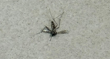 Botucatu tem redução de 91,4% nos casos dengue em junho