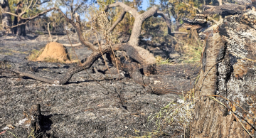 Área de vegetação fica destruída após incêndio no morro de Rubião Junior em Botucatu; veja imagens
