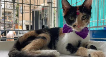 Alesp aprova projeto que prevê venda de animais somente após castração e proibição de exposição em vitrines de pet shops