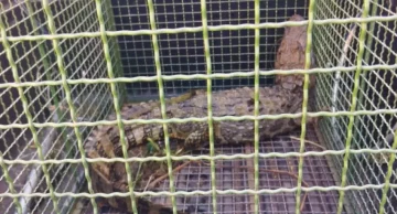 Jacaré ferido é resgatado em lagoa na área rural de São Manuel