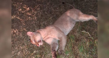 Onça-parda morre após ser atropelada na Alcides Soares em Botucatu