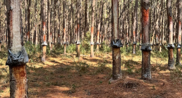 Pesquisadores da Unesp de Botucatu encontram nova praga em produção de Pinus