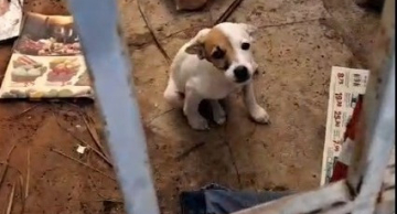 Mulher é presa por abandonar cadela filhote no centro de Botucatu