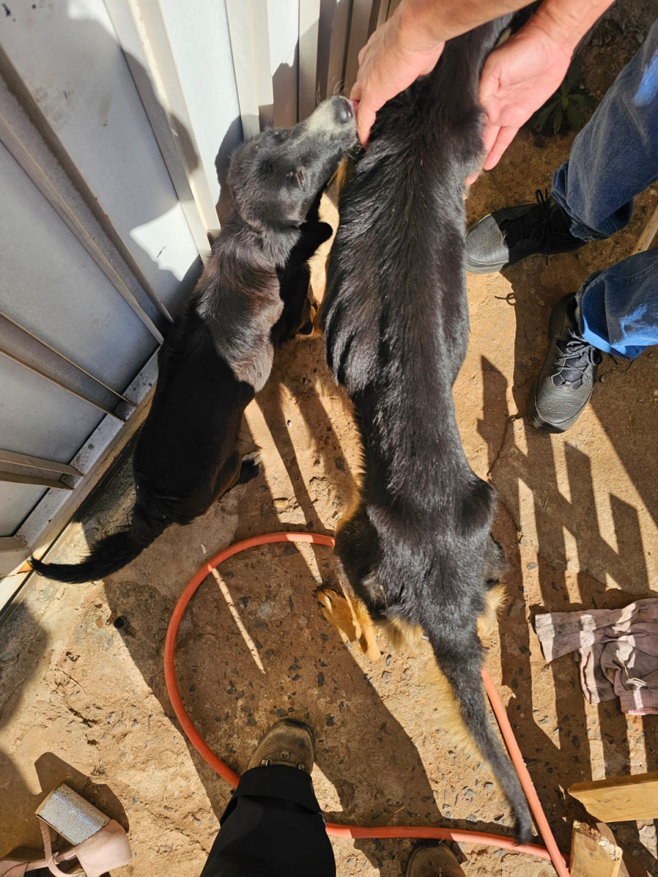 643938d9-2cfd-4339-990f-e3eb9f1fdc4f Mulher é presa após resgate de cães em situação de maus-tratos em Botucatu