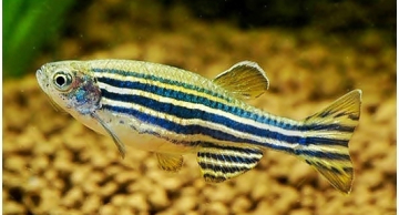 Biotério de Zebrafish será inaugurado em agosto na Unesp de Botucatu