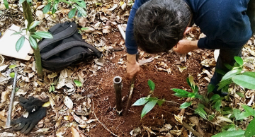 Estudo propõe nova metodologia para calcular montante de carbono sequestrado por florestas tropicais